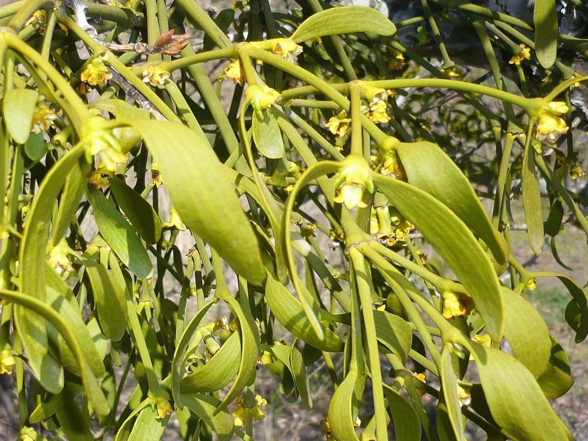 Viscum album subsp. album (Santalaceae)